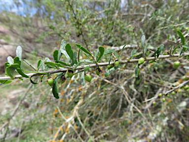 APII jpeg image of Melicytus dentatus  © contact APII