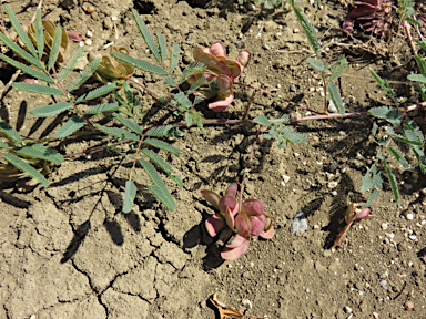 APII jpeg image of Neptunia gracilis  © contact APII