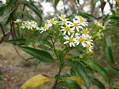 APII jpeg image of Olearia elliptica  © contact APII