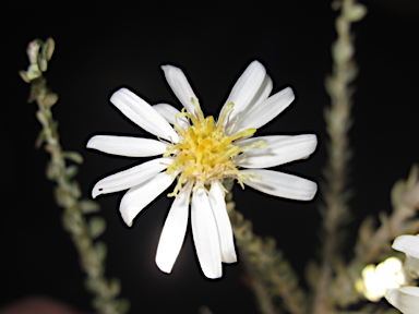 APII jpeg image of Olearia pimeleoides  © contact APII