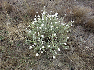 APII jpeg image of Olearia pimeleoides  © contact APII