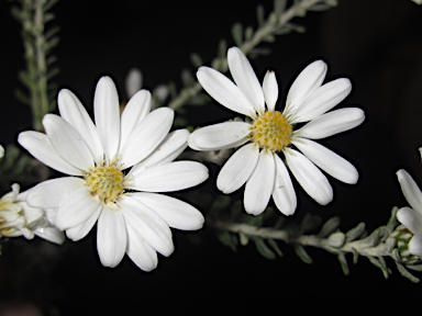 APII jpeg image of Olearia pimeleoides  © contact APII