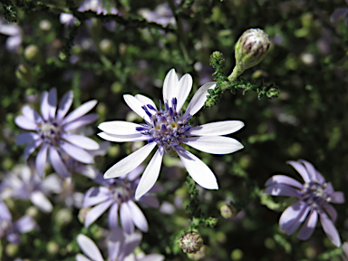 APII jpeg image of Olearia ramosissima  © contact APII