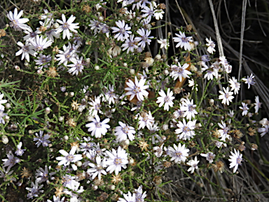 APII jpeg image of Olearia ramosissima  © contact APII