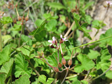 APII jpeg image of Pelargonium inodorum  © contact APII