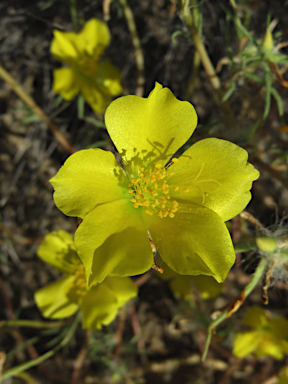 APII jpeg image of Portulaca sp. Rockhampton Downs (S.T.Blake17854)  © contact APII