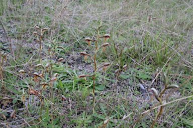 APII jpeg image of Pterostylis rufa  © contact APII