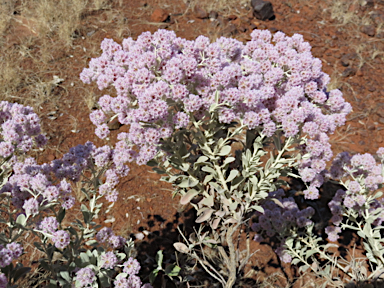 APII jpeg image of Ptilotus obovatus  © contact APII