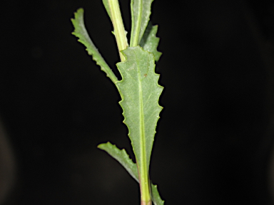 APII jpeg image of Senecio lanibracteus  © contact APII