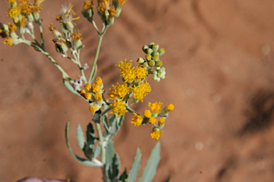 APII jpeg image of Senecio lanibracteus  © contact APII