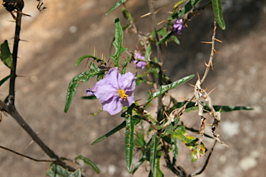 APII jpeg image of Solanum amblymerum  © contact APII