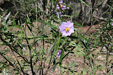 APII jpeg image of Solanum amblymerum  © contact APII