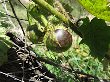 APII jpeg image of Solanum ditrichum  © contact APII