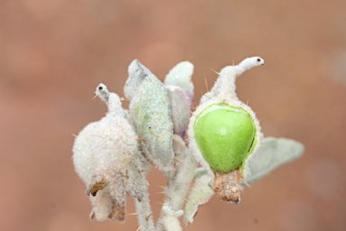 APII jpeg image of Solanum lasiophyllum  © contact APII