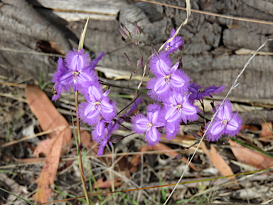 APII jpeg image of Thysanotus tuberosus  © contact APII