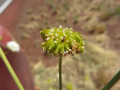 APII jpeg image of Trachymene oleracea  © contact APII