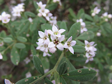 APII jpeg image of Zieria cytisoides  © contact APII