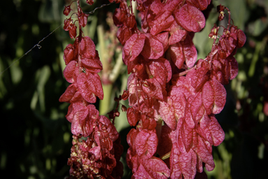 APII jpeg image of Rumex vesicarius  © contact APII