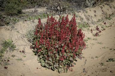 APII jpeg image of Rumex vesicarius  © contact APII