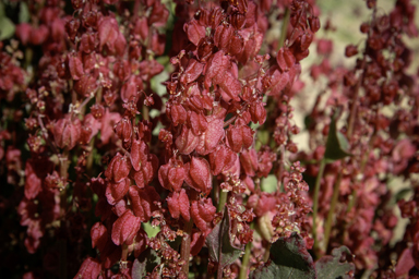 APII jpeg image of Rumex vesicarius  © contact APII