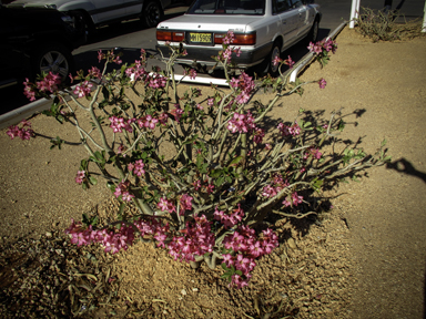 APII jpeg image of Adenium multiflorum  © contact APII