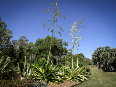 APII jpeg image of Agave americana  © contact APII