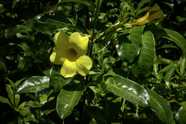 APII jpeg image of Allamanda cathartica  © contact APII