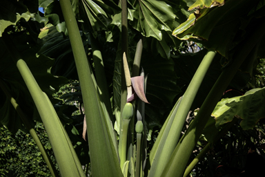 APII jpeg image of Alocasia macrorrhizos  © contact APII