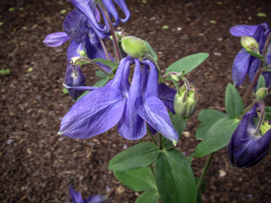 APII jpeg image of Aquilegia vulgaris  © contact APII