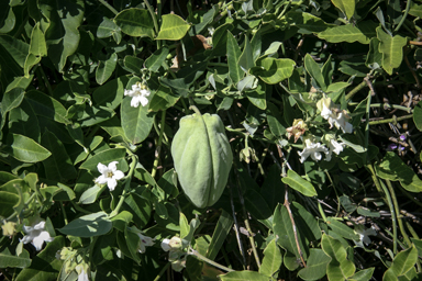 APII jpeg image of Araujia sericifera  © contact APII