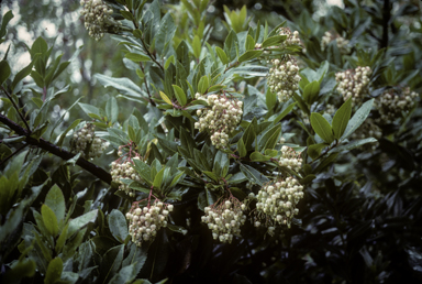 APII jpeg image of Arbutus xalapensis  © contact APII