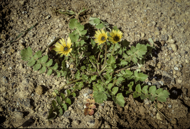 APII jpeg image of Arctotheca calendula  © contact APII