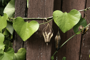 APII jpeg image of Aristolochia elegans  © contact APII