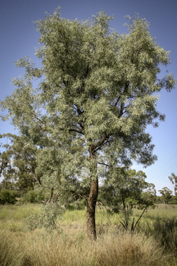 APII jpeg image of Atalaya hemiglauca  © contact APII