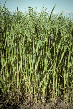 APII jpeg image of Avena sativa  © contact APII