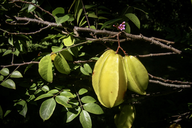 APII jpeg image of Averrhoa carambola  © contact APII