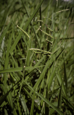 APII jpeg image of Urochloa decumbens  © contact APII