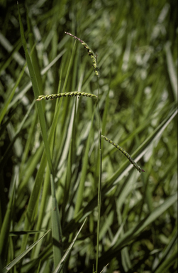 APII jpeg image of Urochloa decumbens  © contact APII