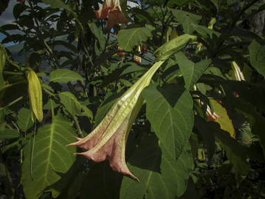 APII jpeg image of Brugmansia x insignis  © contact APII