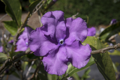 APII jpeg image of Brunfelsia pauciflora  © contact APII