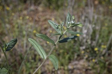 APII jpeg image of Buglossoides arvensis  © contact APII