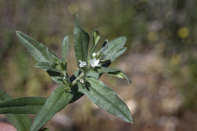 APII jpeg image of Buglossoides arvensis  © contact APII