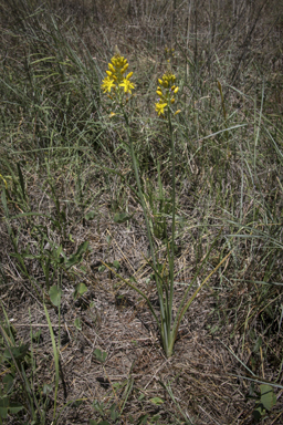 APII jpeg image of Bulbine bulbosa  © contact APII