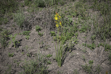 APII jpeg image of Bulbine bulbosa  © contact APII