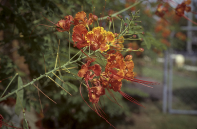 APII jpeg image of Caesalpinia pulcherrima  © contact APII