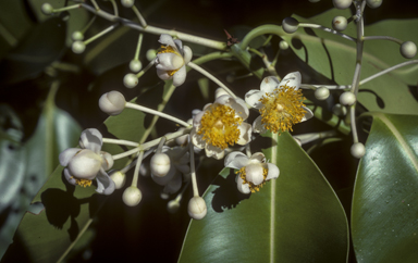 APII jpeg image of Calophyllum inophyllum  © contact APII