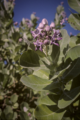 APII jpeg image of Calotropis gigantea  © contact APII