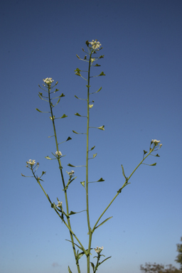 APII jpeg image of Capsella bursa-pastoris  © contact APII