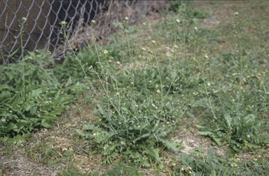 APII jpeg image of Capsella bursa-pastoris  © contact APII