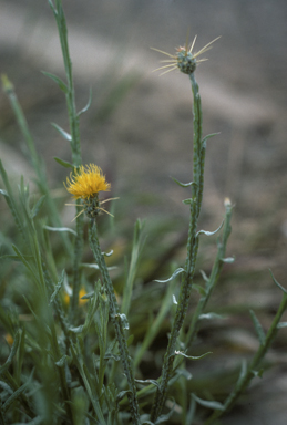 APII jpeg image of Centaurea solstitialis  © contact APII